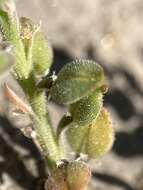 Image of alkali pepperweed