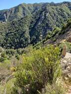 Image of Santa Lucia Mountain bush monkeyflower