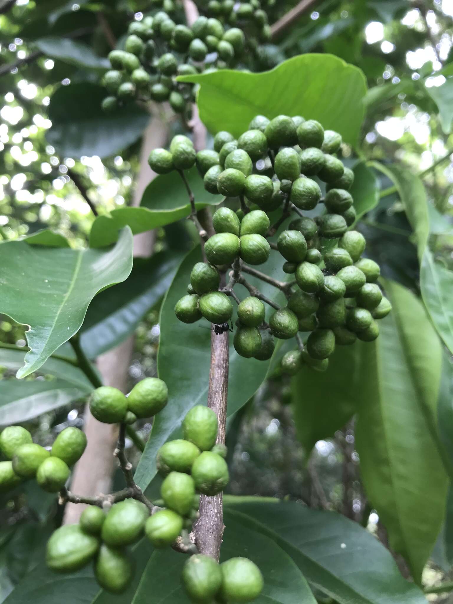 Imagem de Melicope elleryana (F. Müll.) T. G. Hartley