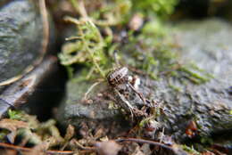 Image of Glomeris hexasticha Brandt 1833