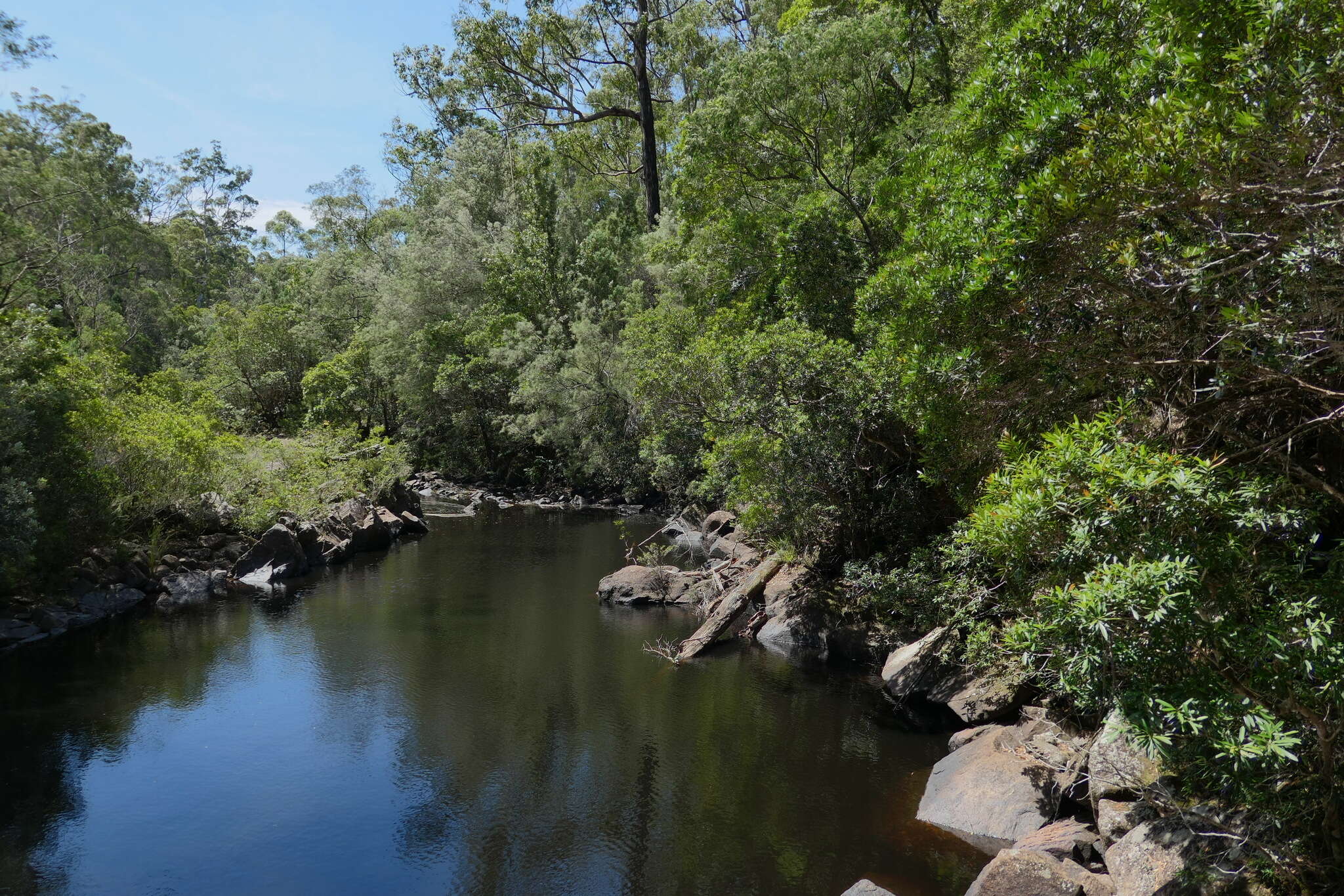 Image of water-gum