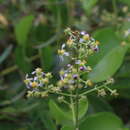 Sivun Adelphia hiraea (Gaertn.) W. R. Anderson kuva