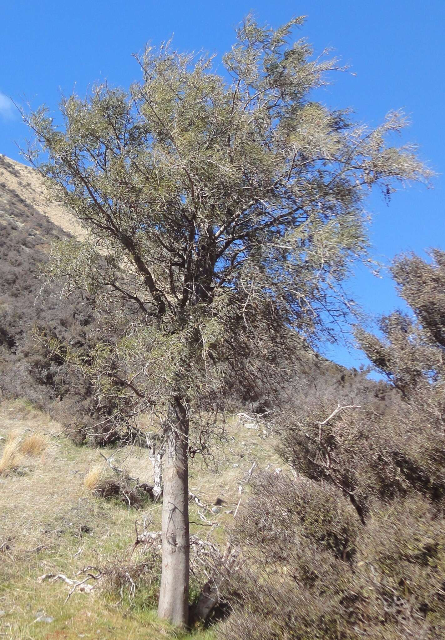 Слика од Sophora microphylla Aiton