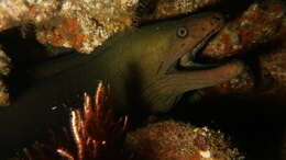 Image of Chestnut moray