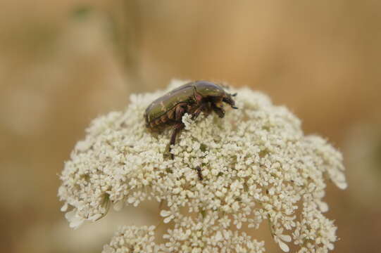 Image of Protaetia (Potosia) cuprea metallica (Herbst 1782)