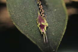 Image of Lepanthes tomentosa Luer