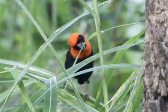 Image of Black-winged Bishop