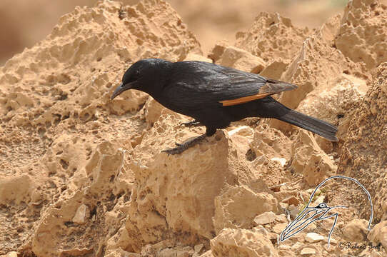 Image of Arabian Chestnut-winged Starling