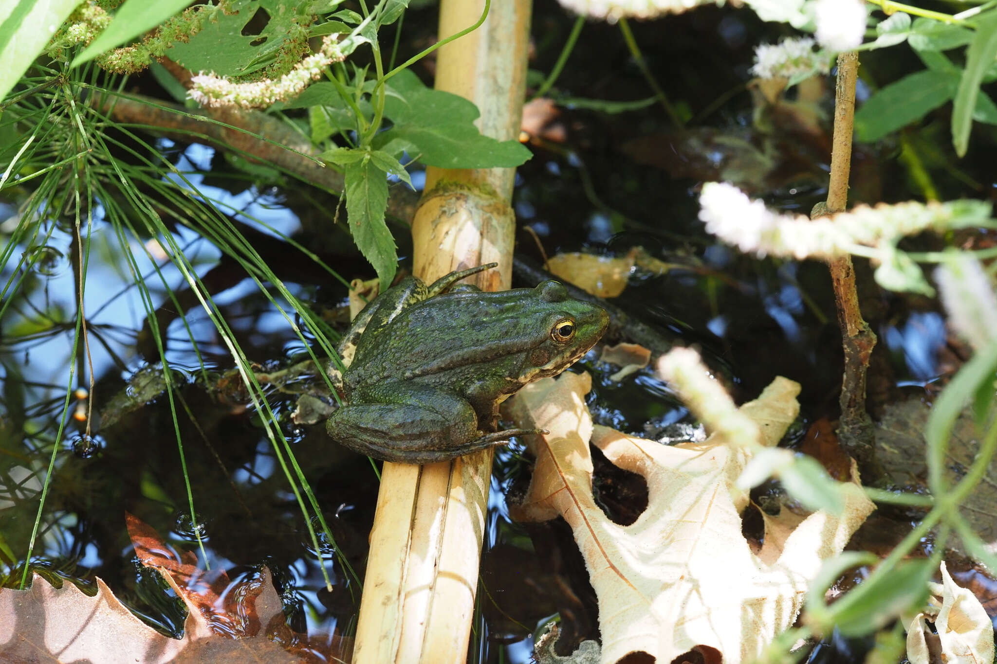 Image of Cretan Frog