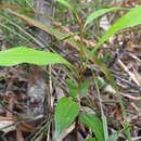 Image of Cinnamomum oliveri F. M. Bailey
