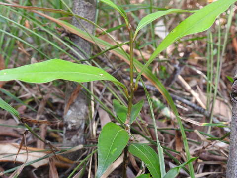 Image of Cinnamomum oliveri F. M. Bailey