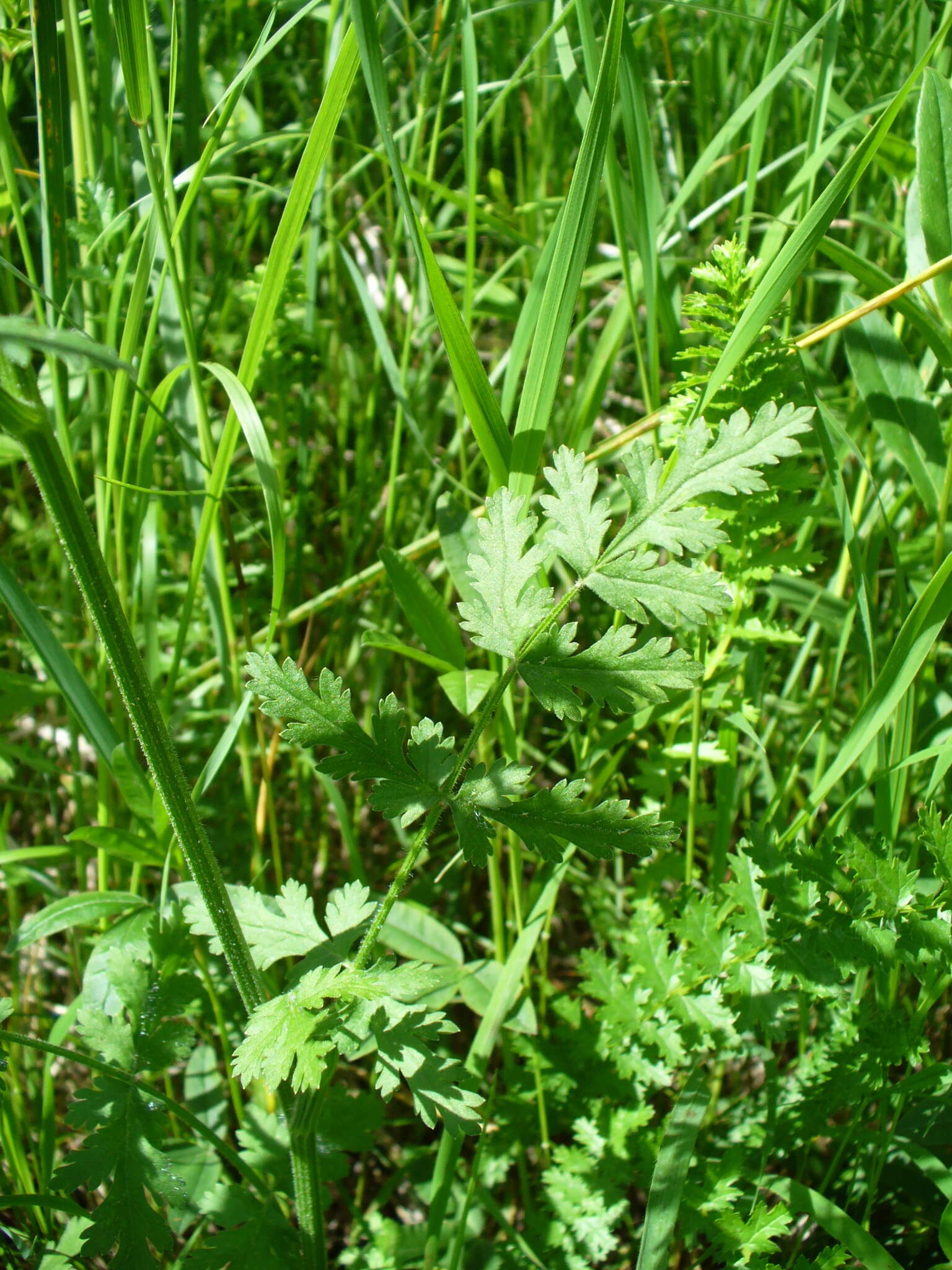 Image of Pastinaca pimpinellifolia M. Bieb.