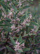 Image of Hakea incrassata R. Br.