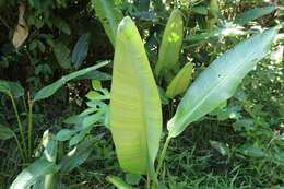 Image of Heliconia marginata (Griggs) Pittier