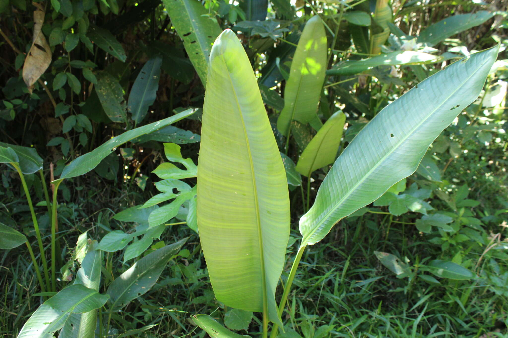 Image of Heliconia marginata (Griggs) Pittier