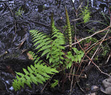 Athyrium asplenioides var. cyclosorum (Rupr.) resmi