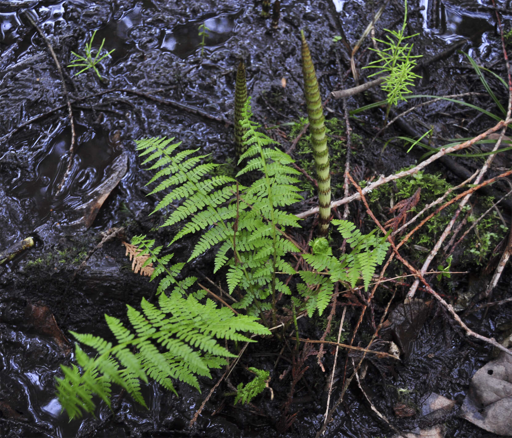 Athyrium asplenioides var. cyclosorum (Rupr.) resmi