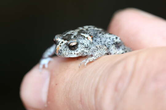 Image of Günther’s Toadlet