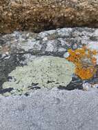 Image of Lecanora sulphurea (Hoffm.) Ach.