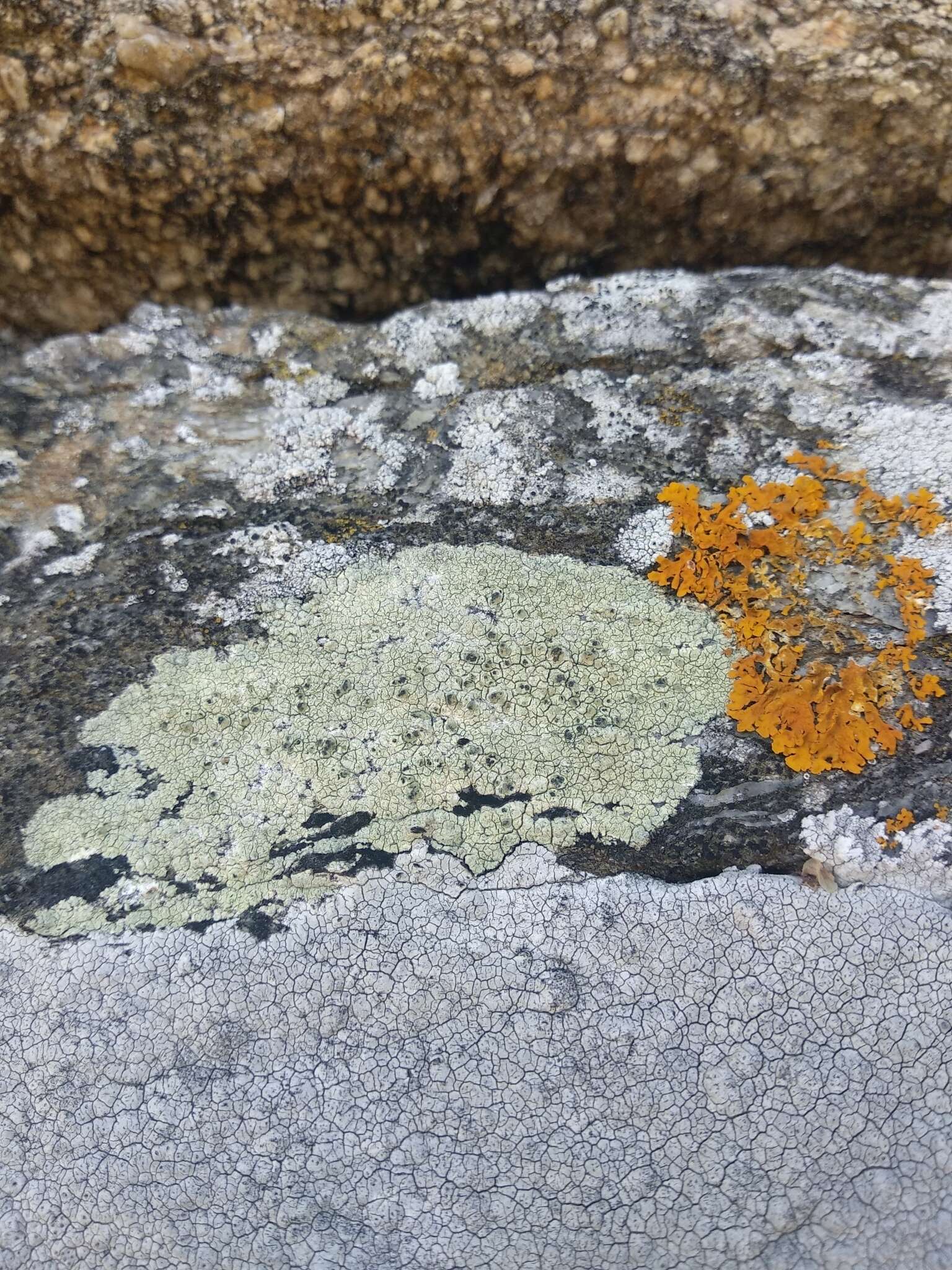 Sivun Lecanora sulphurea (Hoffm.) Ach. kuva