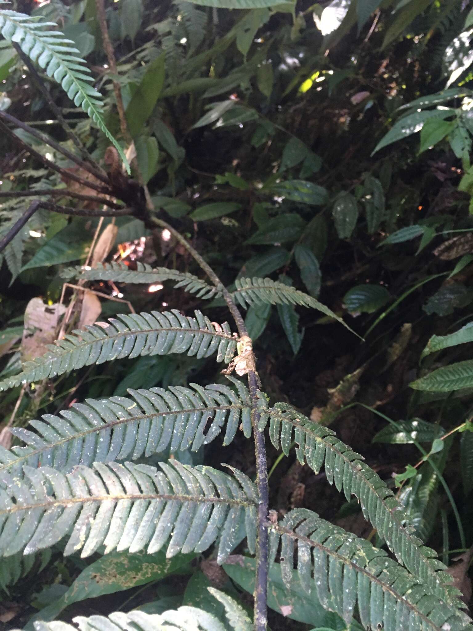 Imagem de Cyathea bipinnatifida (Bak.) Domin