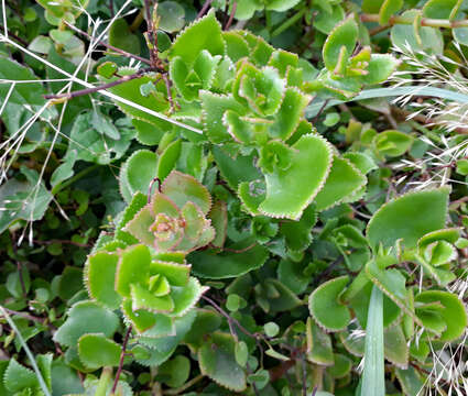 Image of Crassula sarmentosa Harv.