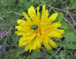 Image of Leontodon caucasicus (M. Bieb.) Fisch.