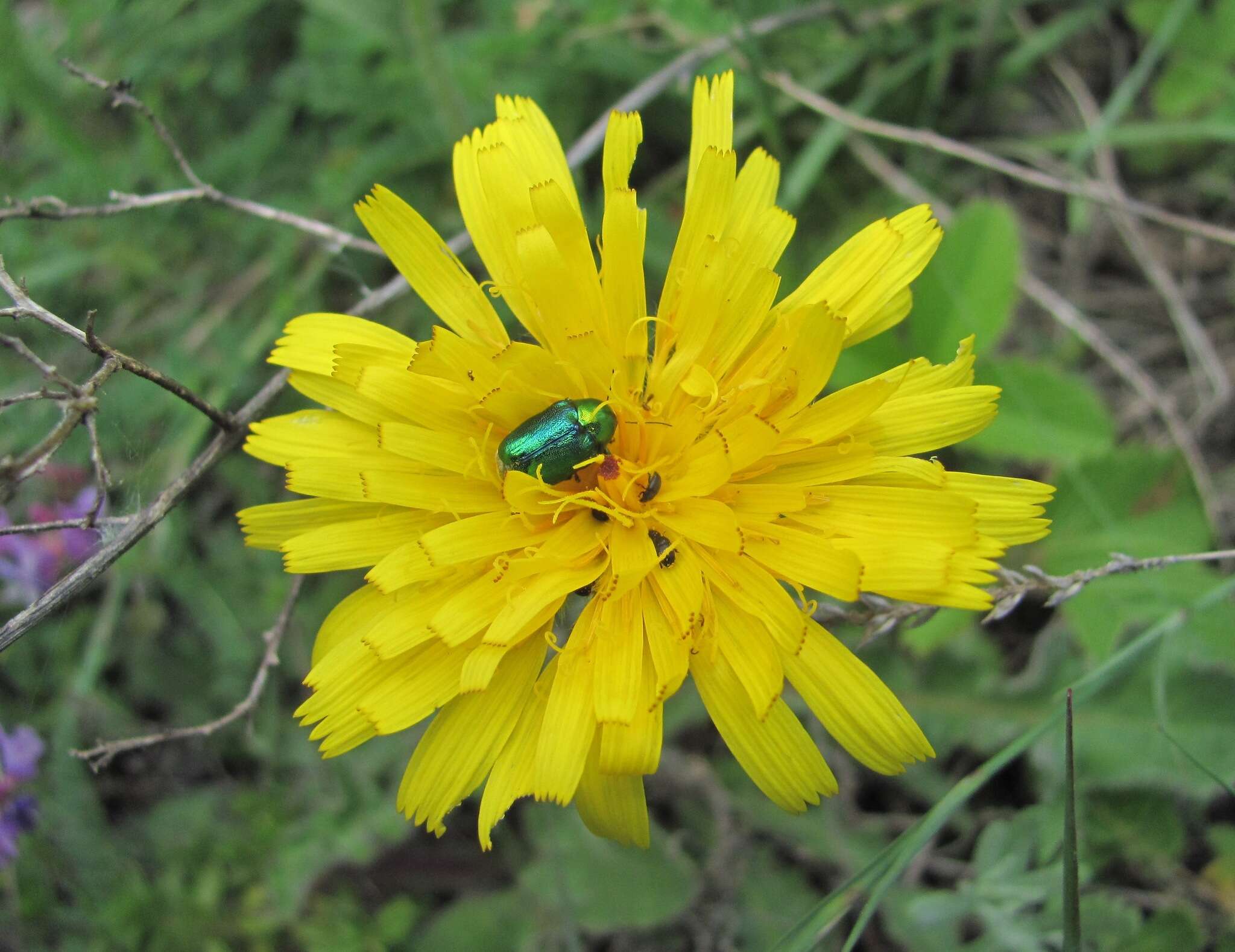 Image of Leontodon caucasicus (M. Bieb.) Fisch.