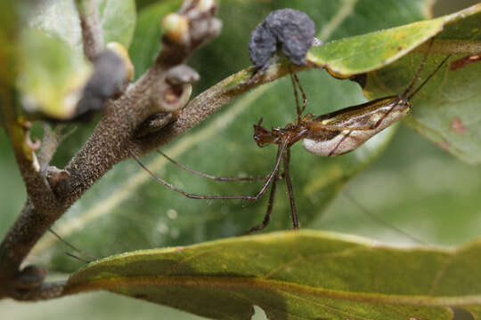 Image of Tetragnatha elongata Walckenaer 1841