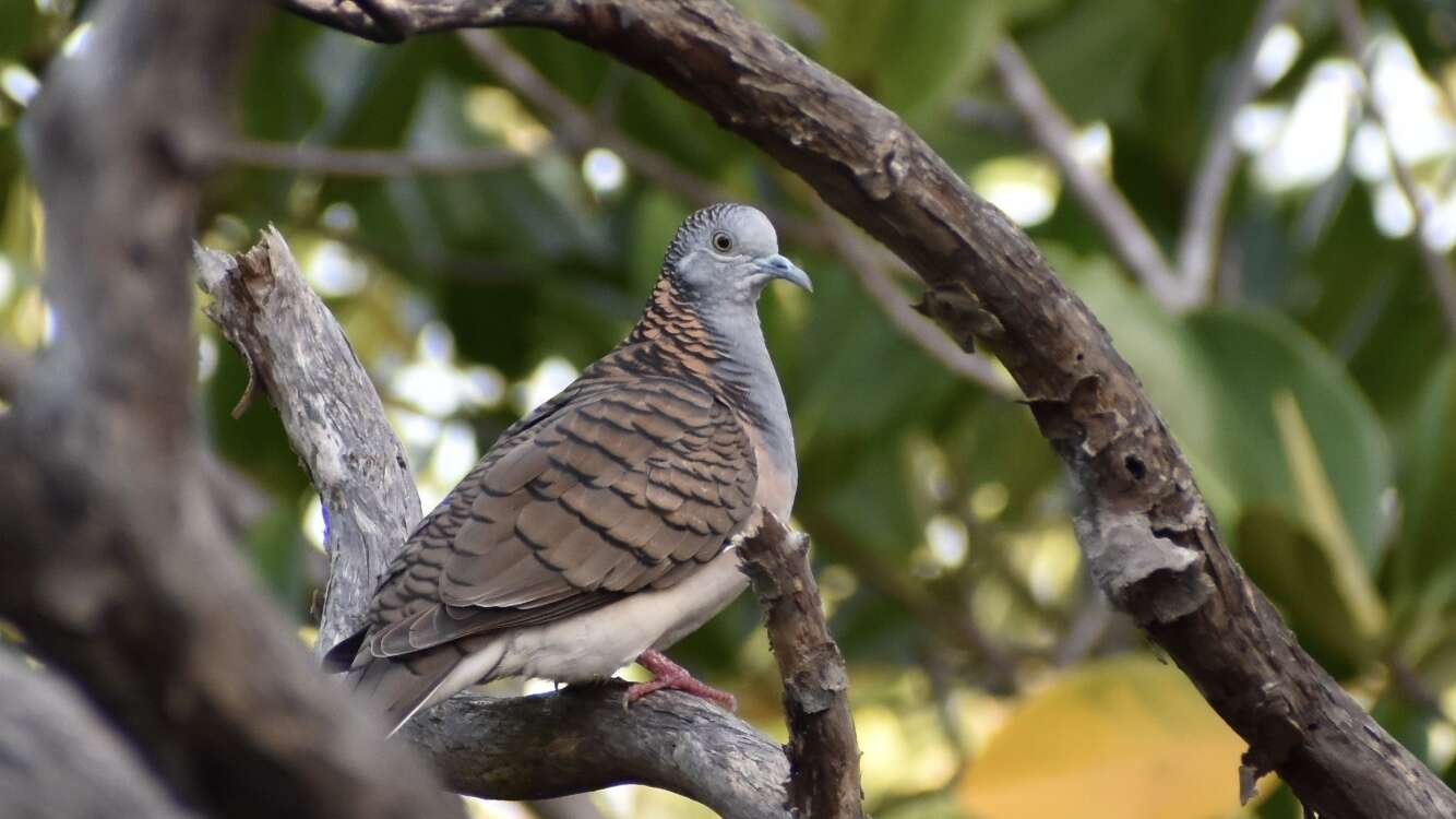 Image of Geopelia humeralis humeralis (Temminck 1821)