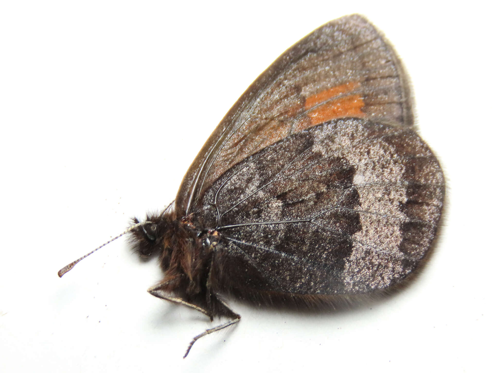 Erebia fasciata Butler 1868 resmi