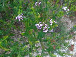 Imagem de Erica manipuliflora Salisb.