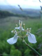 Moraea brevistyla (Goldblatt) Goldblatt resmi