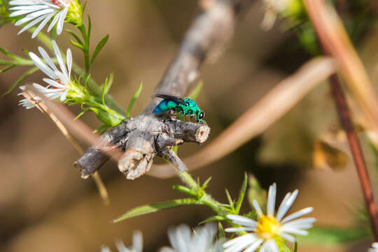 Image of <i>Chrysis conica</i> Brullé 1846