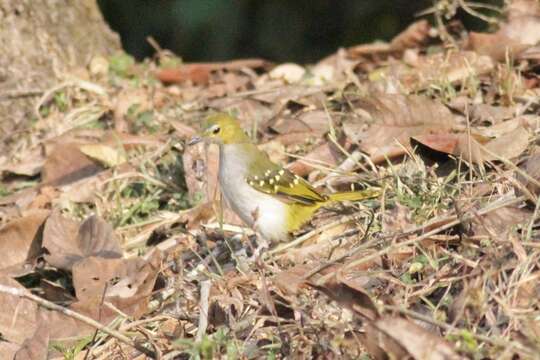 Nicator chloris (Valenciennes 1826)的圖片