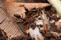 Imagem de Odontomachus turneri Forel 1900