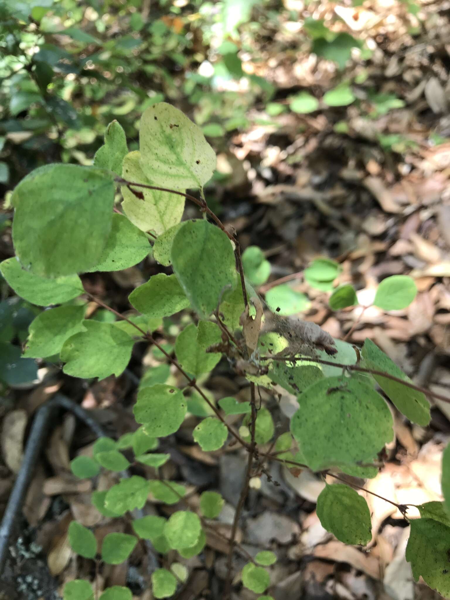 Image of creeping snowberry