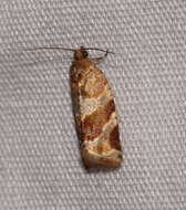 Image of Pine-tube Moth