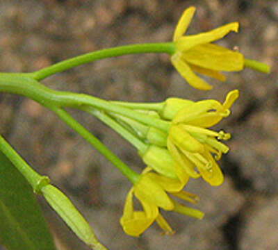 Image of Rorippa fluviatilis (E. Mey. ex Sond.) Thell.