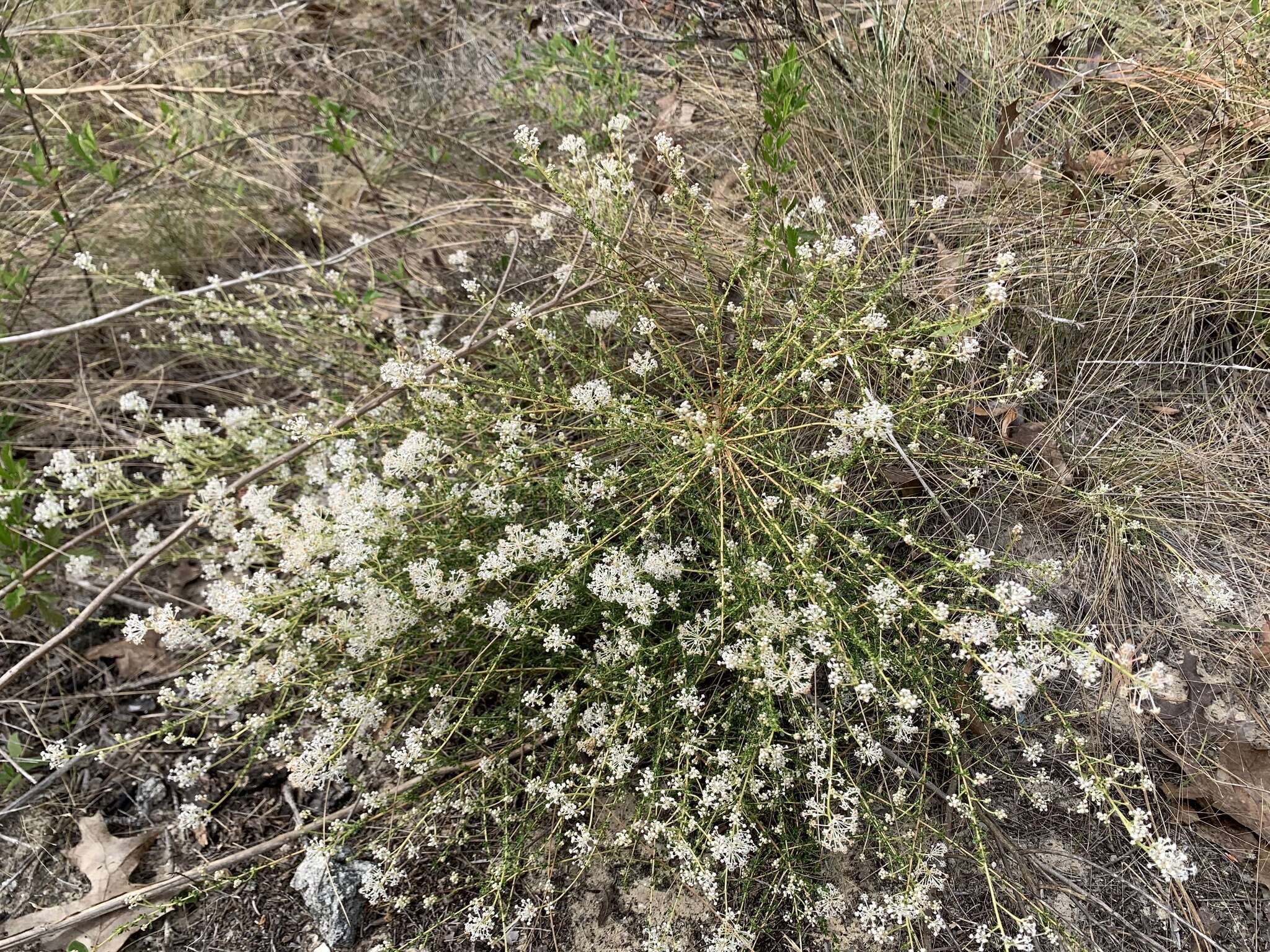 Image of littleleaf buckbrush