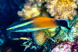 Image of Golden cleanerwrasse