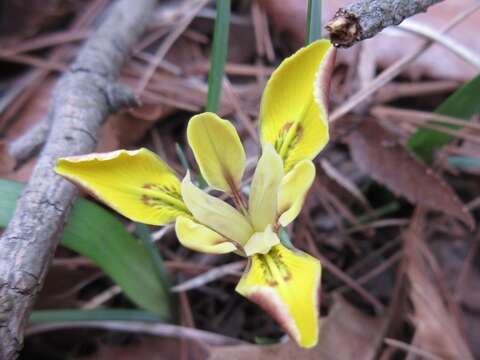 Plancia ëd Iris minutoaurea Makino