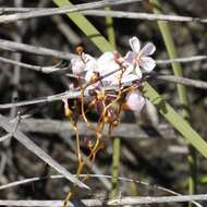 Image de Drosera myriantha Planch.