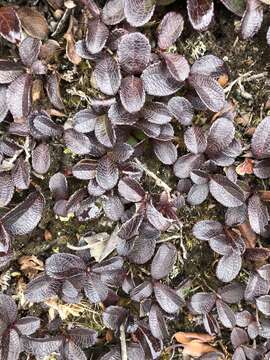 Plancia ëd Gaultheria pyrolifolia J. D. Hooker ex C. B. Cl.