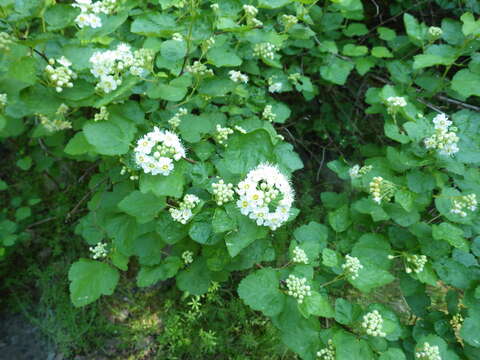 Plancia ëd Physocarpus malvaceus (Greene) Kuntze