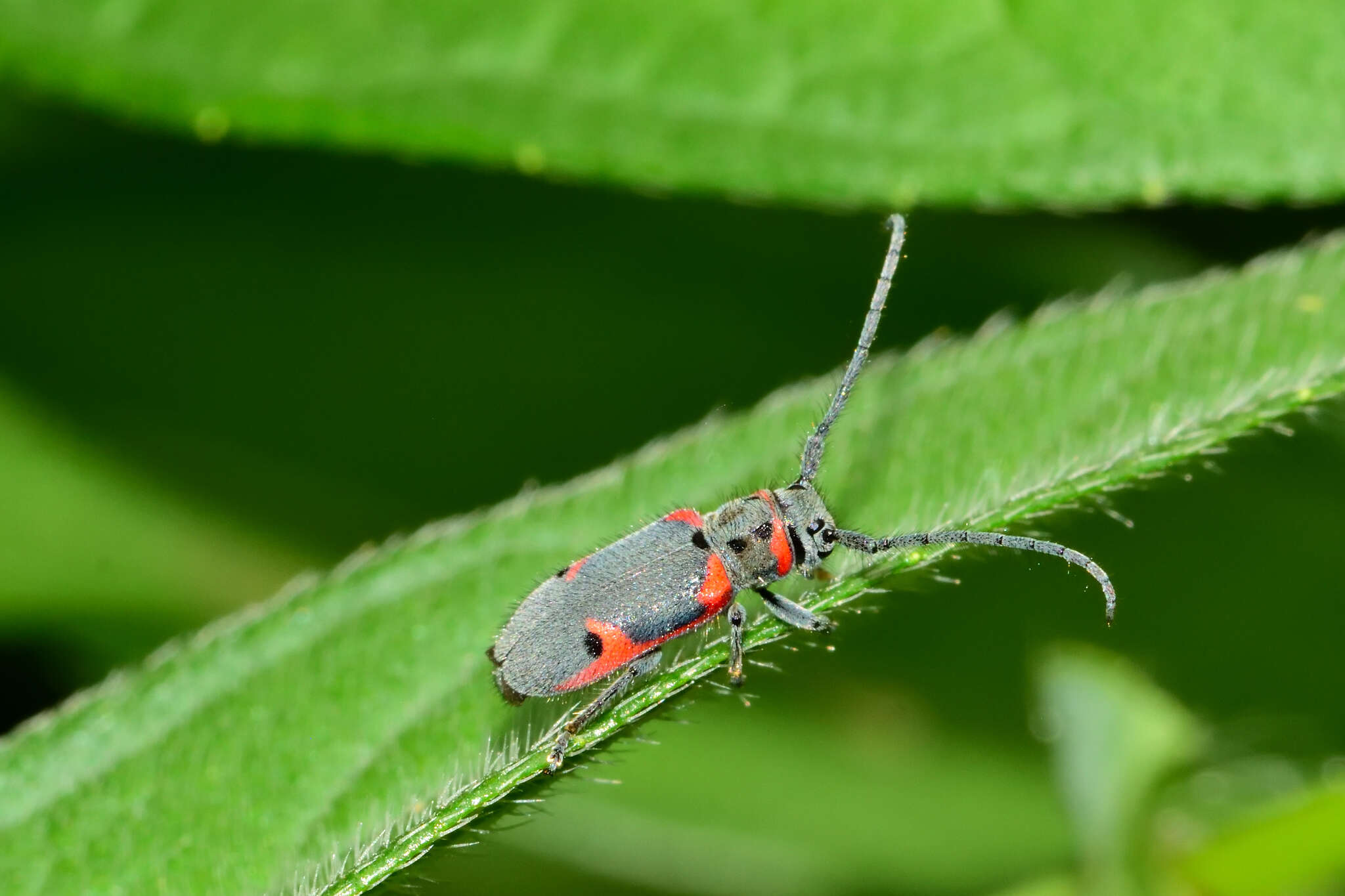 Sivun Tetraopes batesi Chemsak 1963 kuva