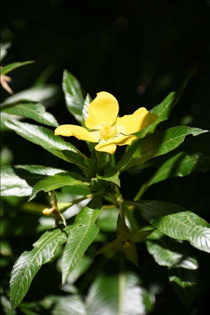 صورة Ludwigia elegans (Cambess.) Hara