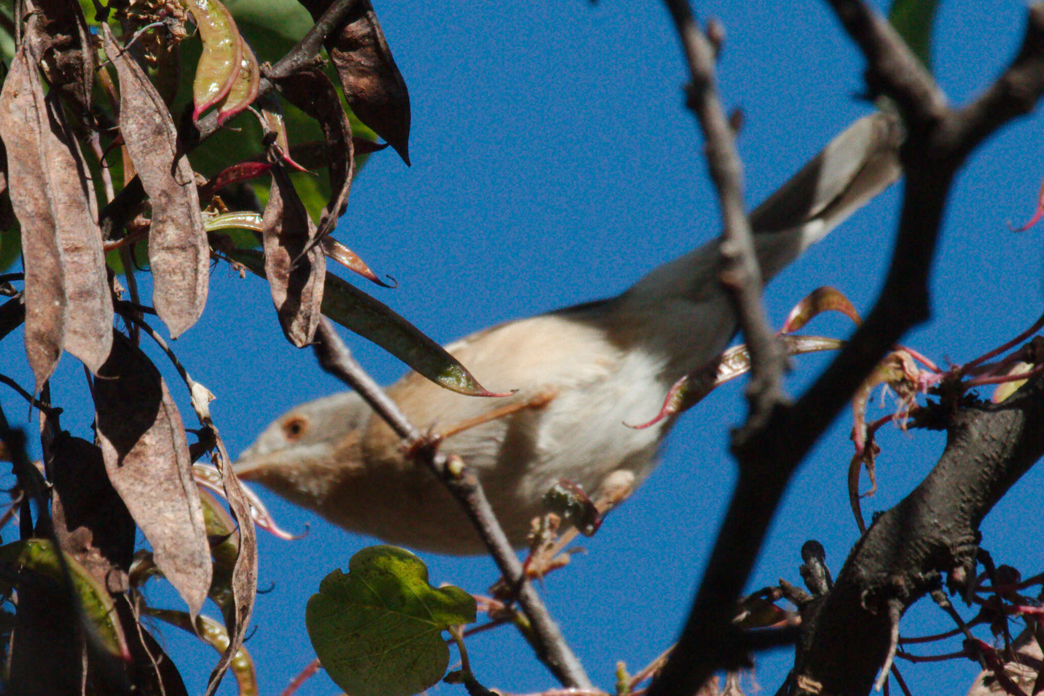 Image of Western Subalpine Warbler