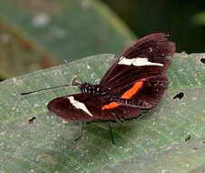 Image of <i>Heliconius <i>clysonymus</i></i> clysonymus