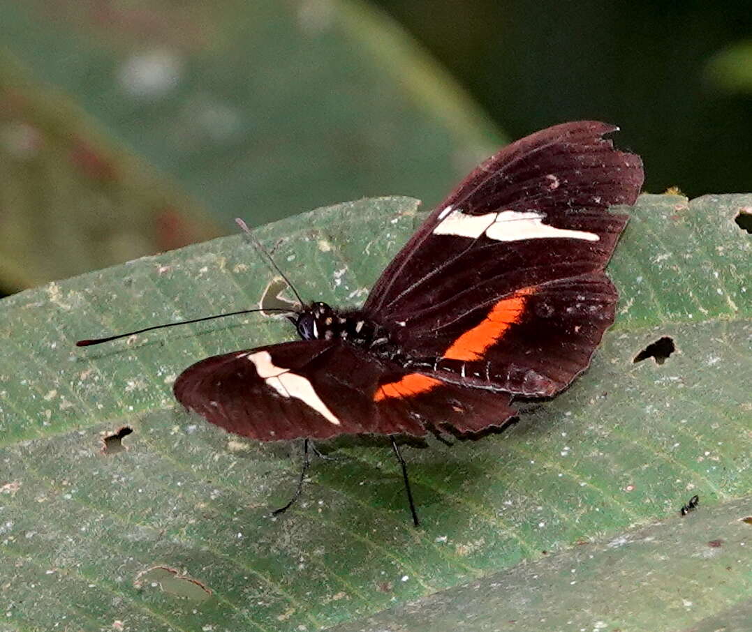 Image of <i>Heliconius <i>clysonymus</i></i> clysonymus